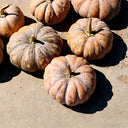 'Jing Xiangmi 201' Pumpkin, 15 Seeds