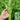 Willow Leaf Water Spinach Seeds, 10 Grams ≈ 250 Seeds