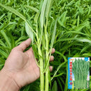Willow Leaf Water Spinach Seeds, 10 Grams ≈ 250 Seeds