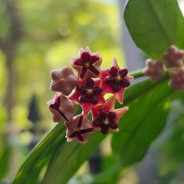 Hoya lobbii, 2 Cuttings