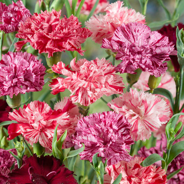Frilly Mixed Carnation, 10 Seeds