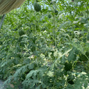 Double-Color Rainbow Watermelon, 20 Seeds