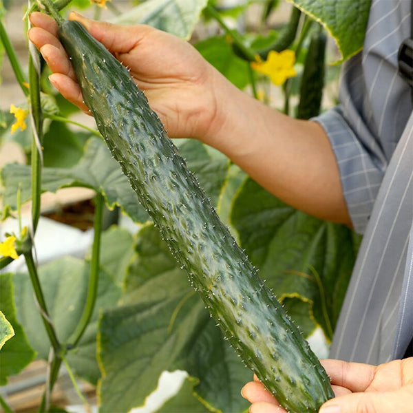 'Fuyang No.2' F1 Cucumber Seeds, 25g