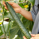 'Fuyang No.2' F1 Cucumber Seeds, 25g