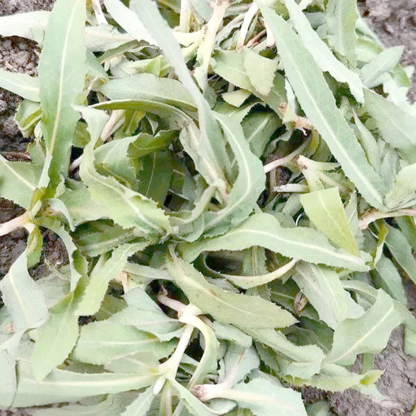 Jiliqingfeng Wild Qumai Chicory Seeds, 2g