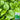 'Nongdianzan' Creamy Malabar Spinach Seeds, 10g