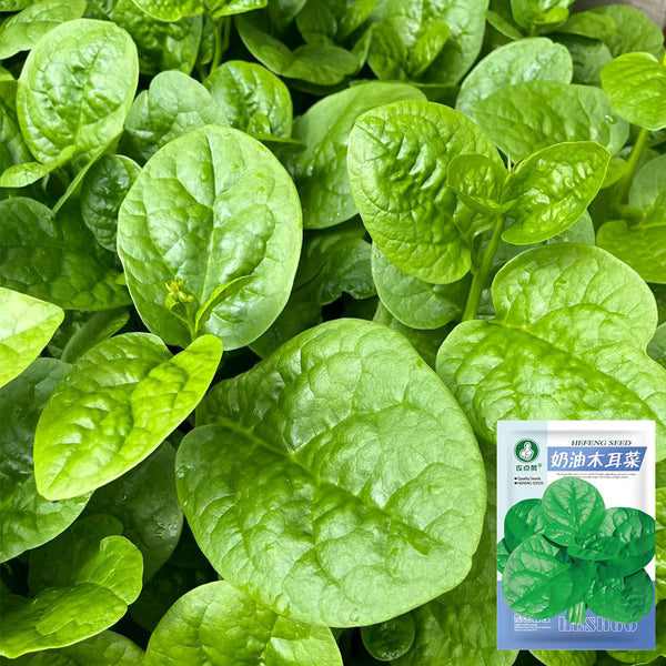 'Nongdianzan' Creamy Malabar Spinach Seeds, 10g