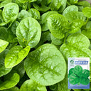 'Nongdianzan' Creamy Malabar Spinach Seeds, 10g