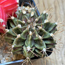 'Ruiyun Peony' Live Cactus, 3-4cm