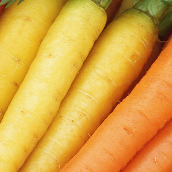 Rainbow Carrot Seeds, 0.5g