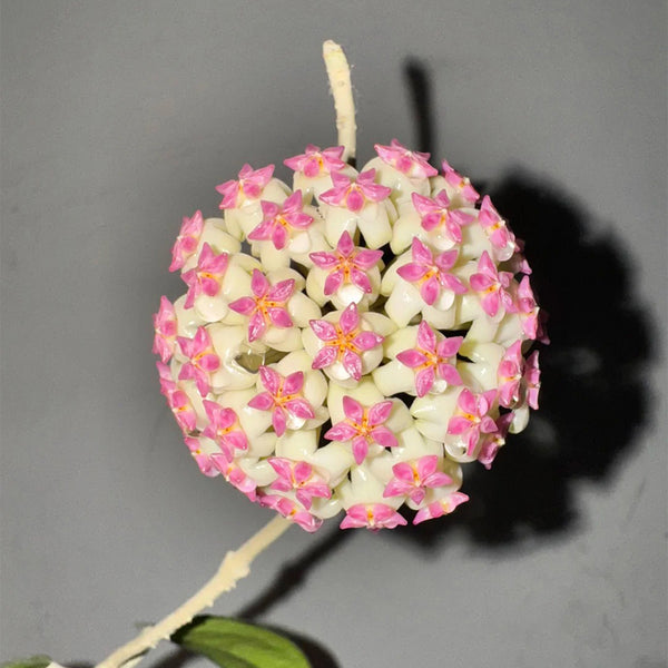 Hoya icensis, 3 Cuttings