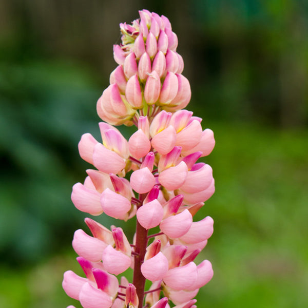 Pink Lupin, 100 Seeds