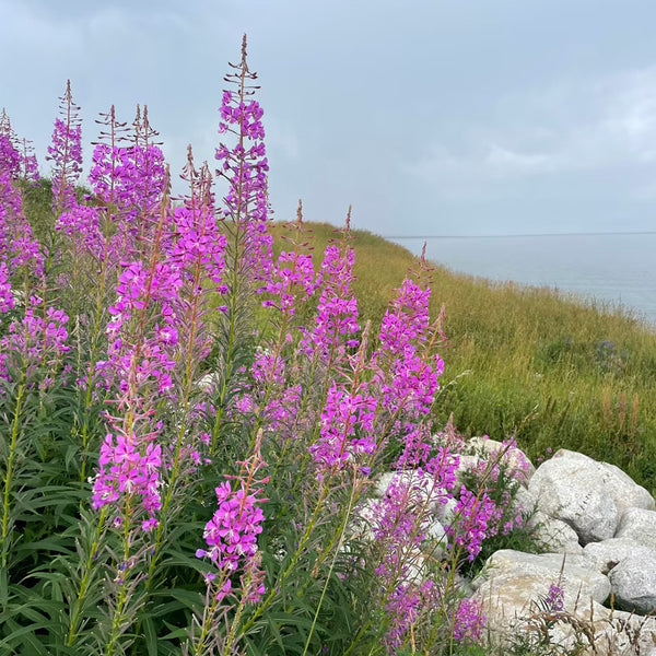 fireweed Seeds, 50 Seeds