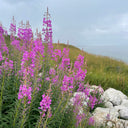fireweed Seeds, 50 Seeds