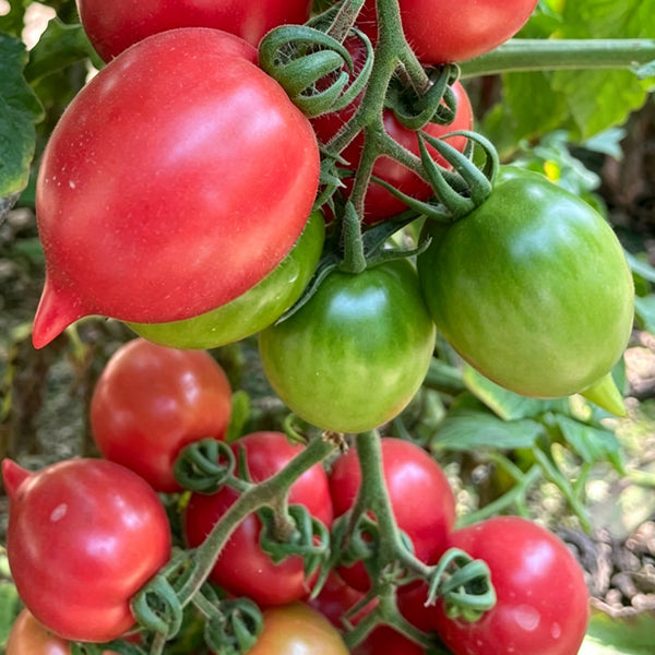 Spring Peach Heart Tomato, 10 Seeds