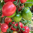Spring Peach Heart Tomato, 10 Seeds