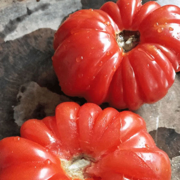 'Firenza' Ribbed Tomato, 10 Seeds