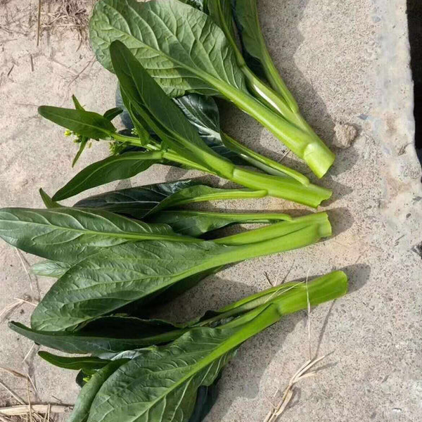 'Sijiu' No-Fiber Pointed-Leaf Choy Sum