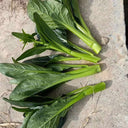 'Sijiu' No-Fiber Pointed-Leaf Choy Sum