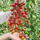 W1366 Sweet Bean Cherry Tomato, 100 Seeds