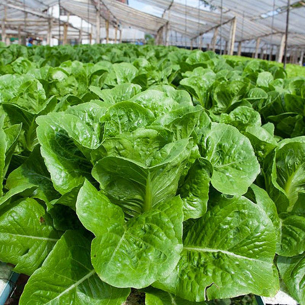 Jiemei Peacock Lettuce Seeds, 5g