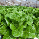 Jiemei Peacock Lettuce Seeds, 5g