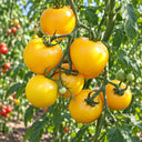420 Sun of Moldova Tomato, 5 Seeds