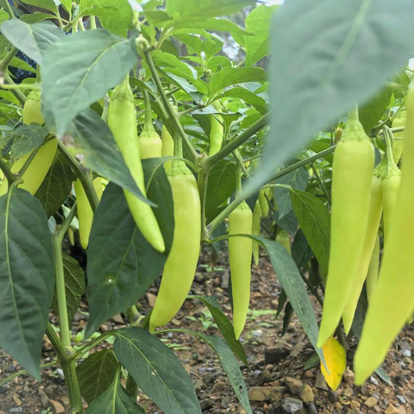 Yellow Beauty Pepper Seeds, 0.3g
