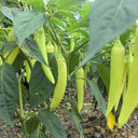 Yellow Beauty Pepper Seeds, 0.3g