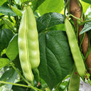 W1365 Early Bush Chinese Oil Bean, 50 Grams ≈ 70 Seeds