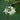 Turkey Berry, 500 Seeds