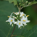 Turkey Berry, 500 Seeds