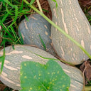 'Rumi No. 9' Pumpkin, 20 Seeds