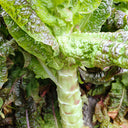 'Jiemei' Red Celtuce, 2000 Seeds
