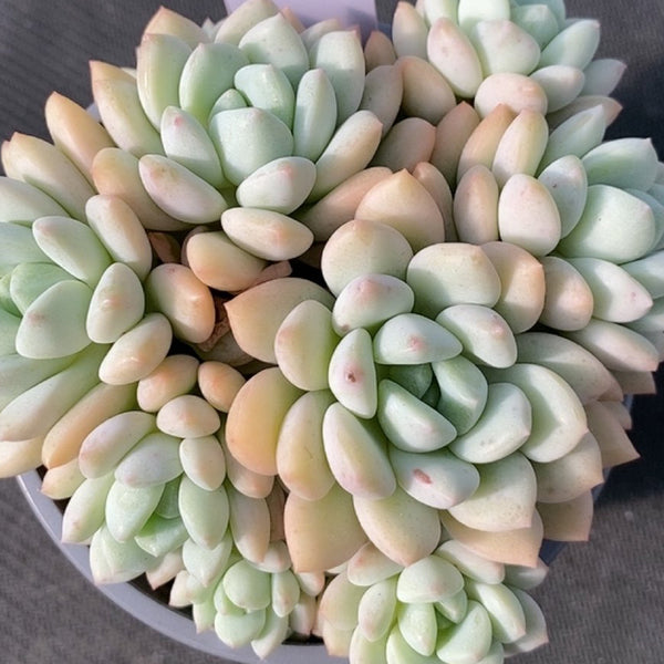 Echeveria 'Jade Ruyi', 3pcs x 1-head