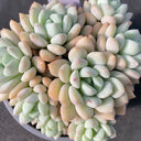 Echeveria 'Jade Ruyi', 3pcs x 1-head
