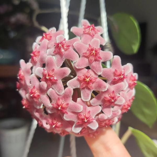 Hoya carnosa 'Freckles Splash', 3 Cuttings