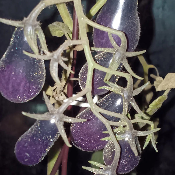 Black Key Tomato, 20 Seeds