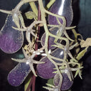 Black Key Tomato, 20 Seeds