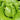 Green Ball Lettuce Seeds, 2g