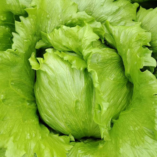 Green Ball Lettuce Seeds, 2g