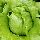 Green Ball Lettuce Seeds, 2g