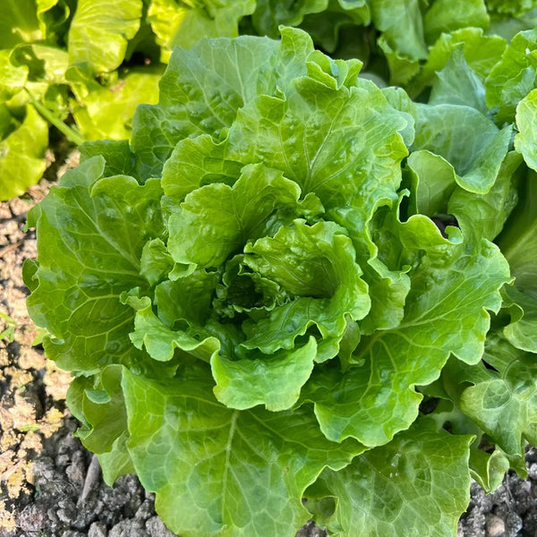 Italian Slow-Bolt Lettuce Seeds, 10g