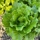 Italian Slow-Bolt Lettuce Seeds, 10g