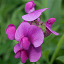 Tall Sweet Pea, Rose Red