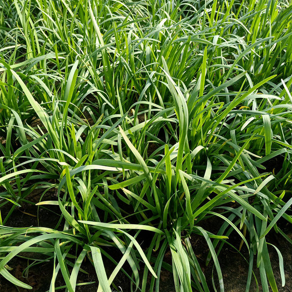 'Jiemei' Broadleaf Chinese Leek, 1000 Seeds