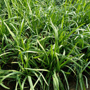 'Jiemei' Broadleaf Chinese Leek, 1000 Seeds