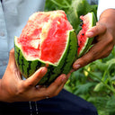 Zaochun Hongyu Watermelon Seeds, 20 Seeds