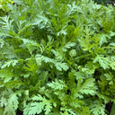 Small-Leaf Crown Daisy, 1000 Seeds