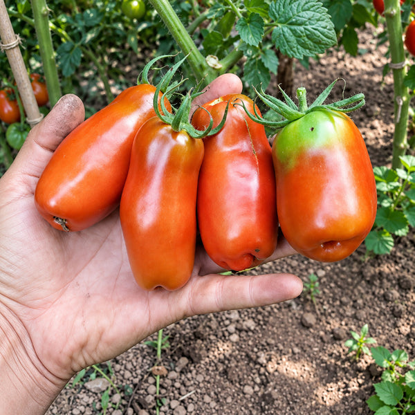 455 Pertsevidny Cherniy Tomato, 5 Seeds